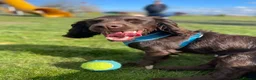 Cocker Spaniel dogs for sale: Jasper (cocker spaniel)  in Ferryhill - Advert 1