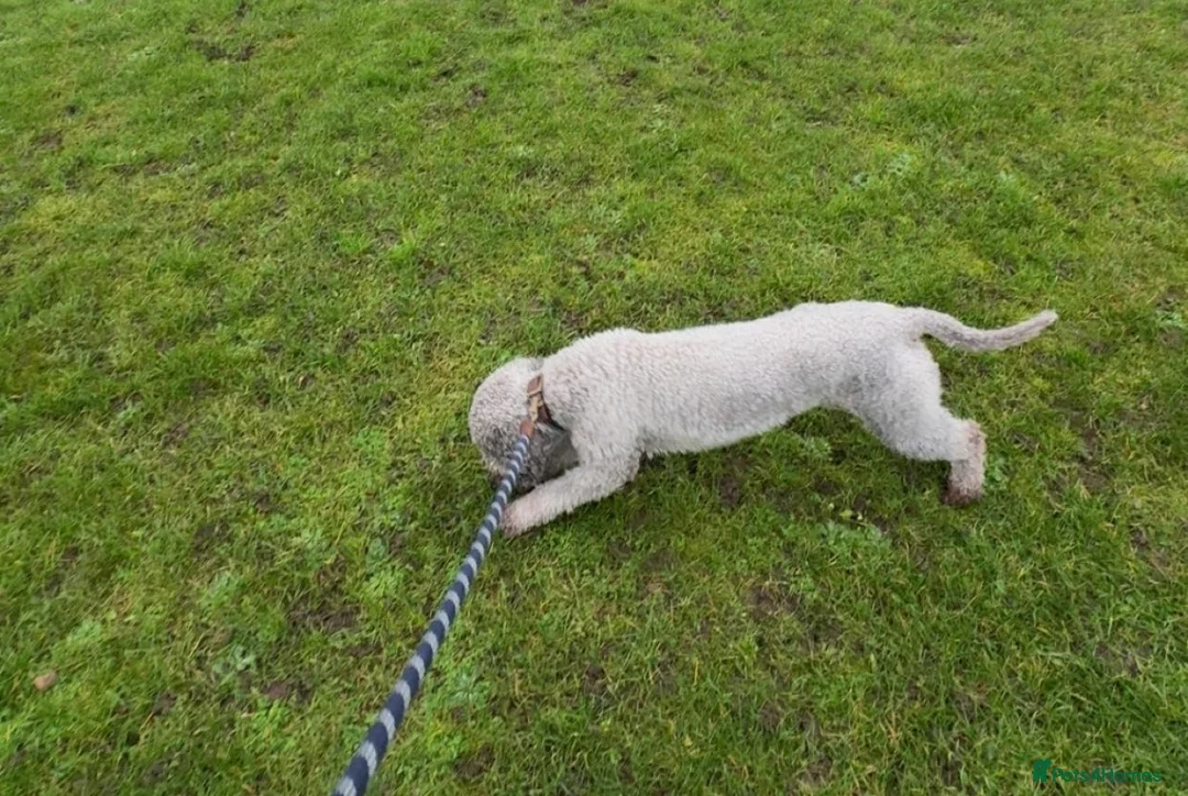 Bedlington Terrier dogs for stud: Teddy - Beddlington  - Advert 9