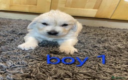 Golden Retriever dogs for sale: 🥰First Class kc Golen Retriever boys🥰 - Image 2