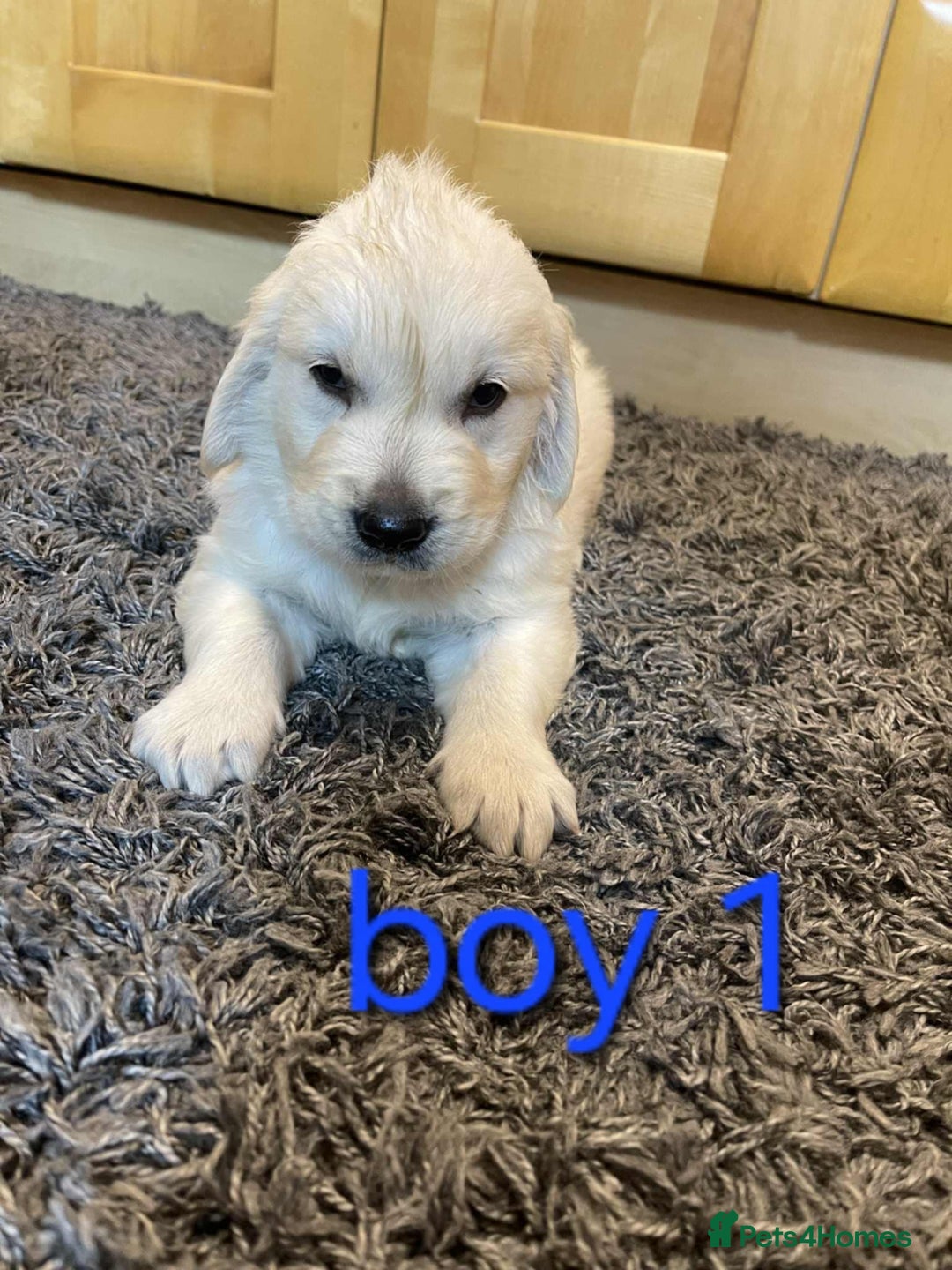 Golden Retriever dogs for sale: 🥰First Class kc Golen Retriever boys🥰 - Image 2