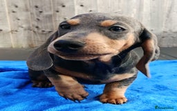 Dachshund dogs for sale: READY NOW STANDARD PRA CLR KC REG MANY CHAMPS - Image 2