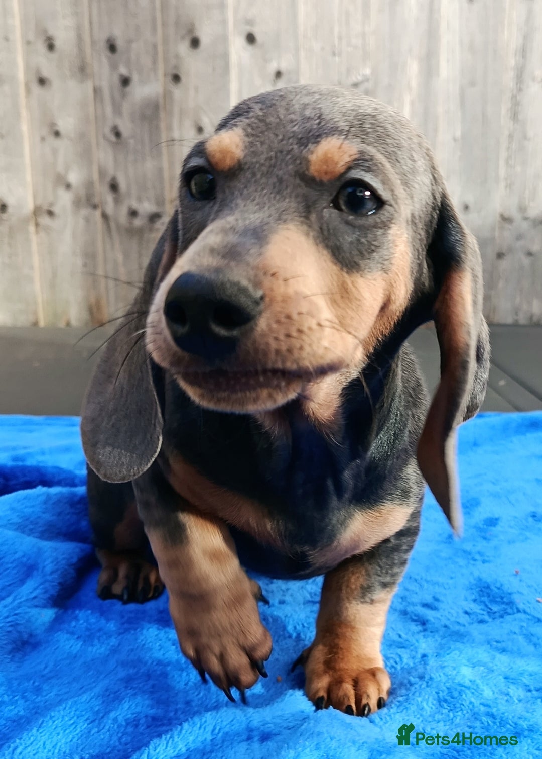 Dachshund dogs for sale: READY NOW STANDARD PRA CLR KC REG MANY CHAMPS - Image 2