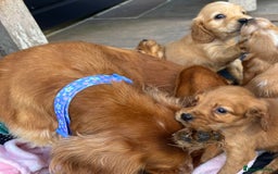 Cocker Spaniel dogs for sale: 🩷Rosie’s Stunning Puppies 🩷 - Image 17