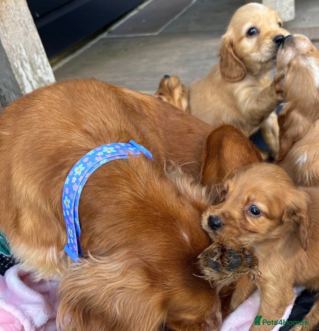 Cocker Spaniel dogs for sale: 🩷Rosie’s Stunning Puppies 🩷 - Image 17