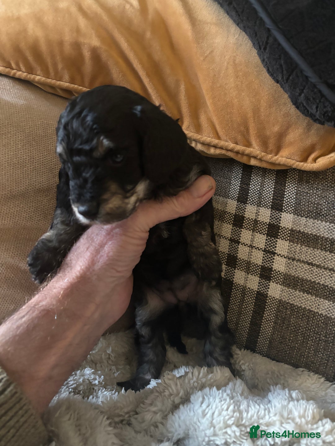 Poochon dogs for sale: Poochon F2Bs - Advert 14