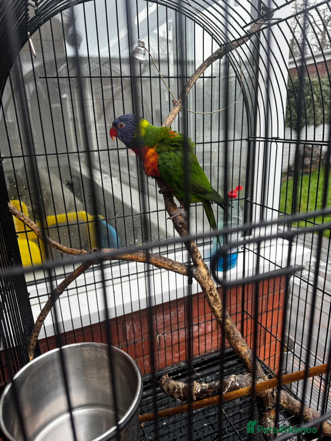 Lorikeets birds for sale: Rainbow Lorikeet  - Advert 4