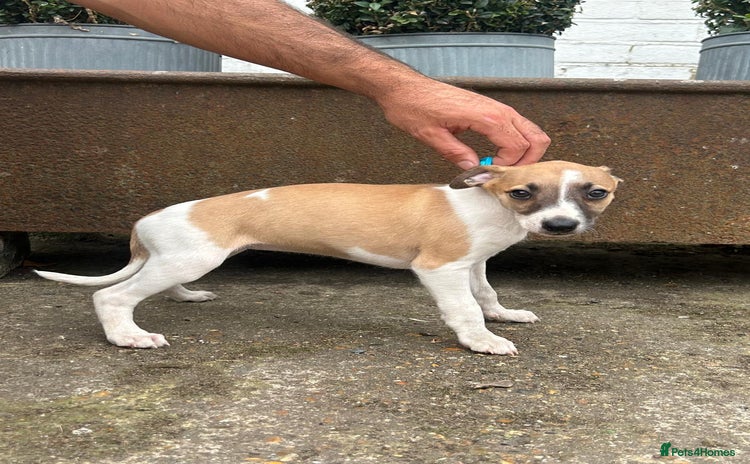 Whippet dogs - Advert 1