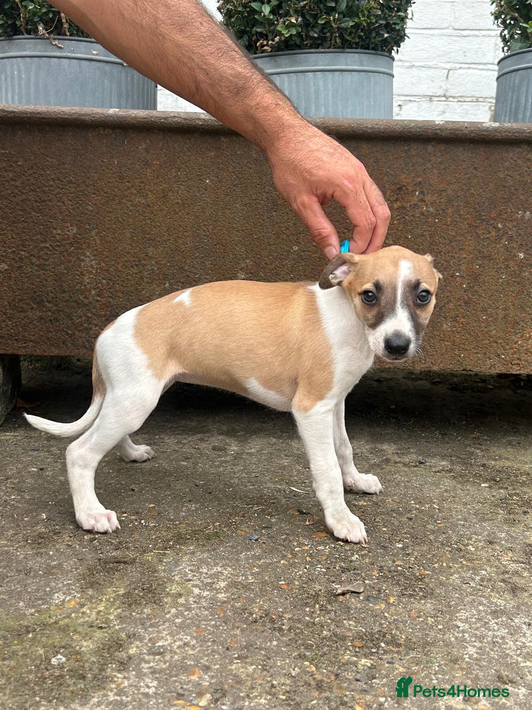 Whippet dogs for sale: Whippet  - Image 1