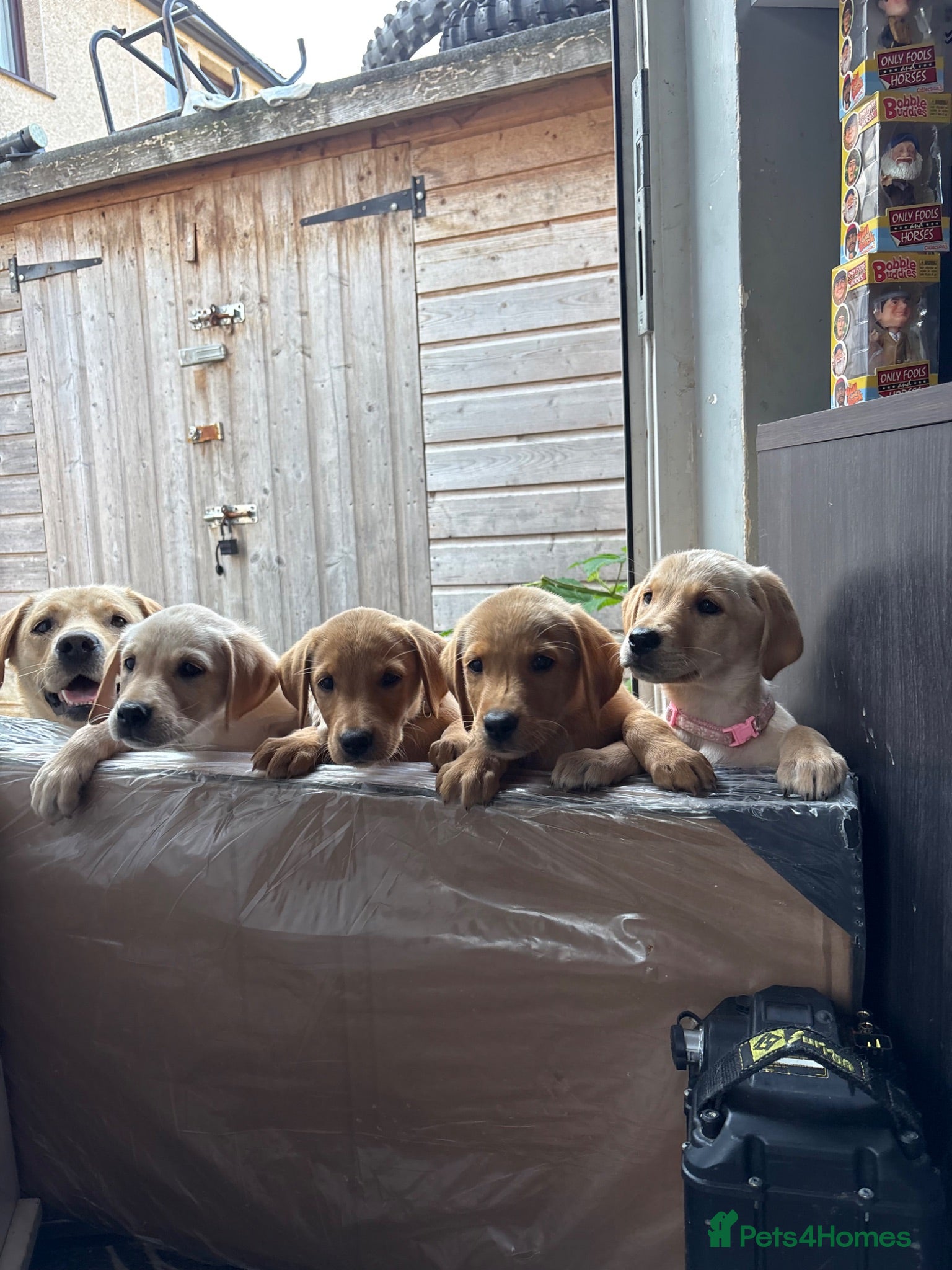 Labrador Retriever dogs Labrador pups for sale  - Advert 10