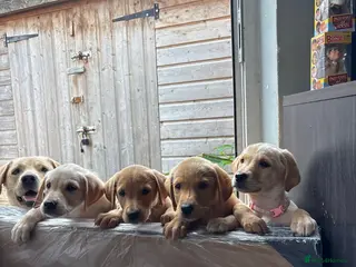 Labrador Retriever dogs Labrador pups for sale - Advert 4