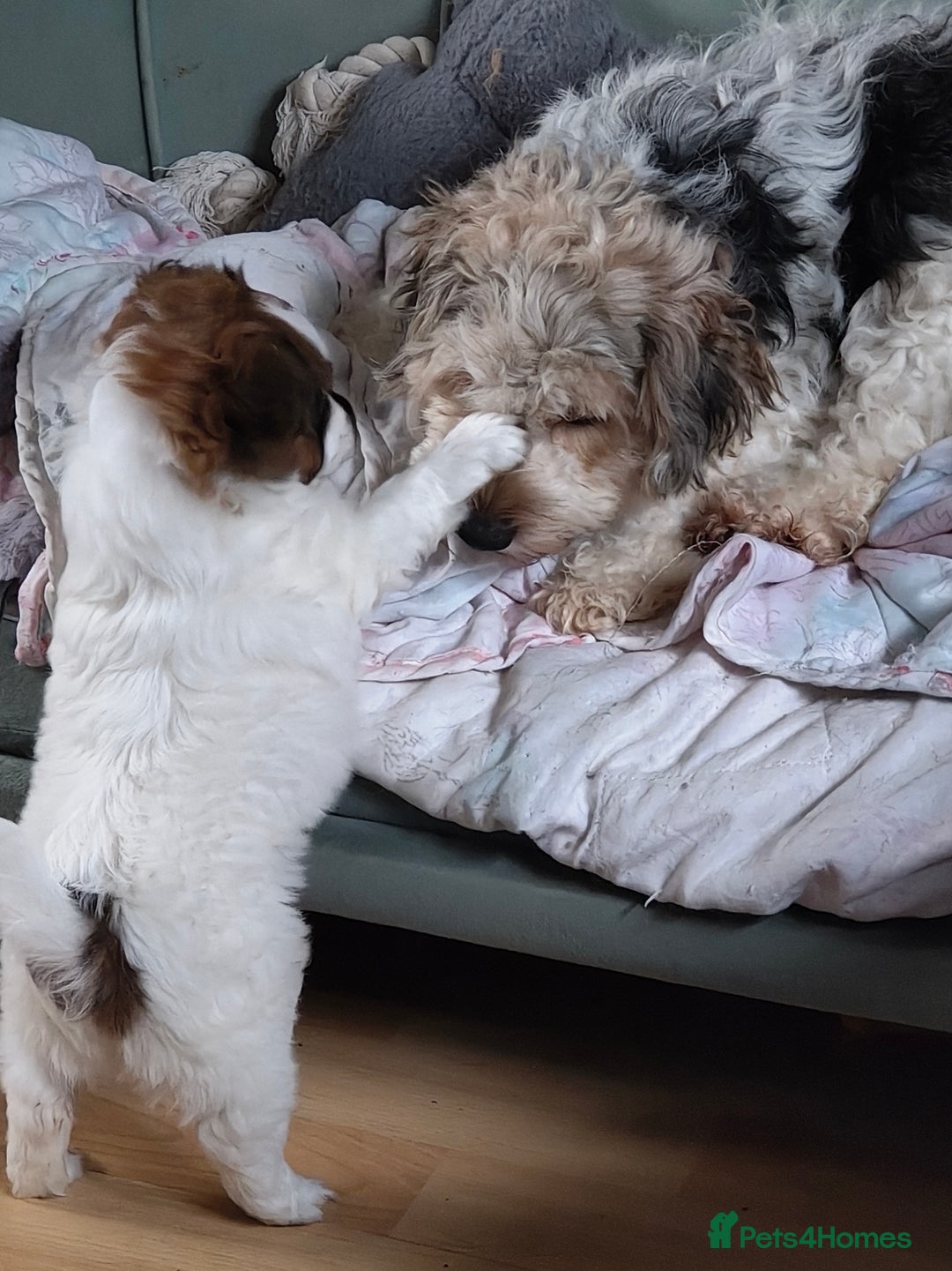 Mixed Breed dogs for sale: JACK RUSSEL X PUPPY ONLY 1 Female - Advert 7