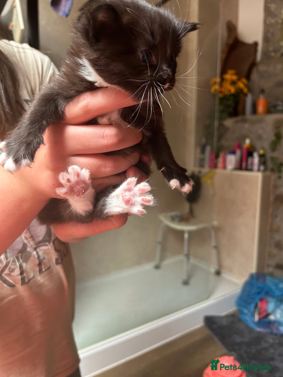Mixed Breed cats for sale: Beautiful fluffy kittens - Image 2