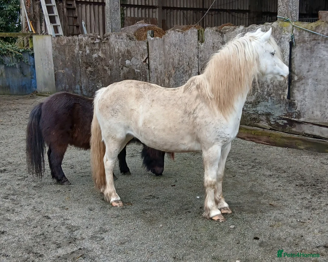 Welsh Section A horses for sale: Welsh Section A mare  - Advert 1