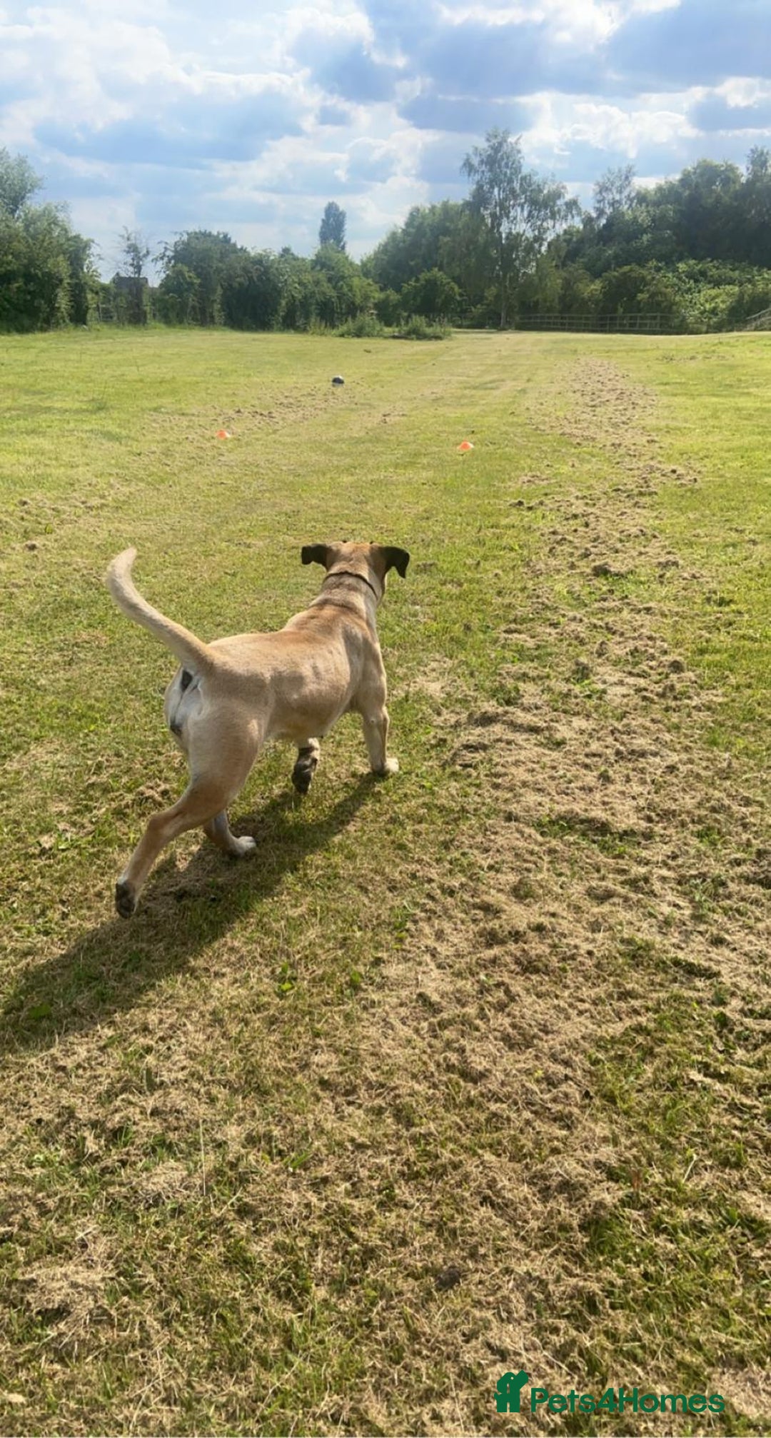 Cane Corso dogs for sale: Cane corso female  - Image 3