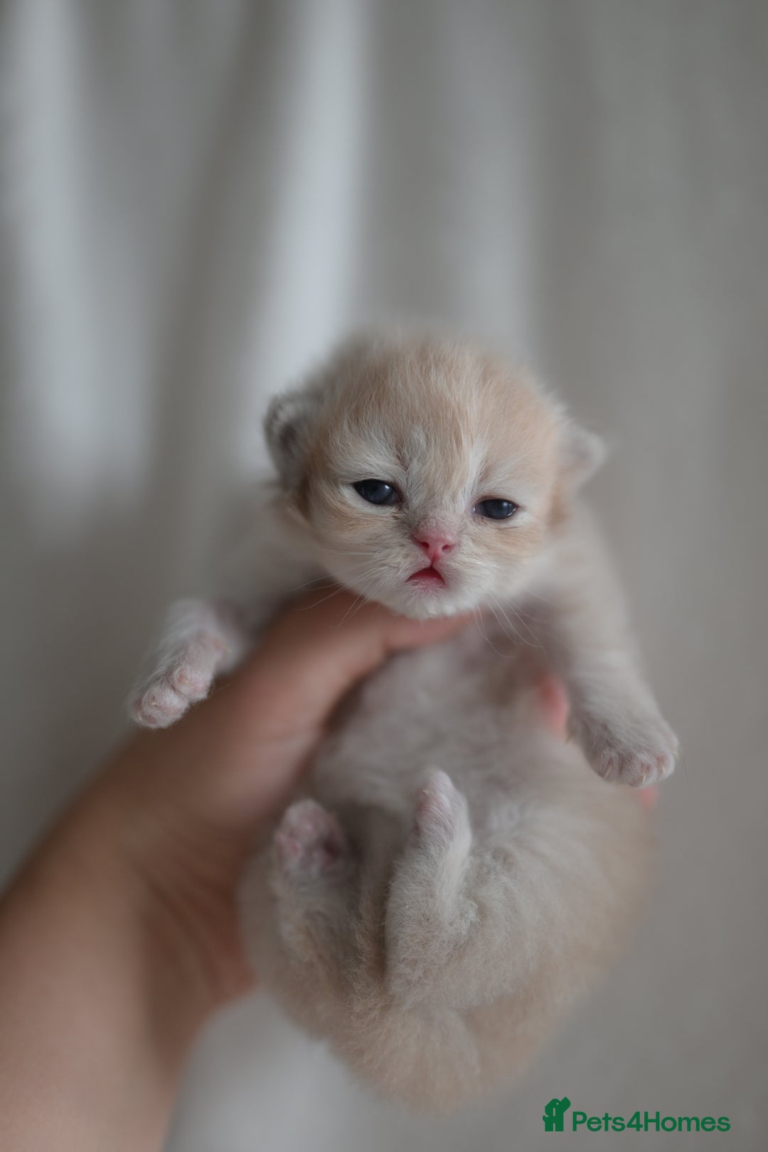 British Shorthair cats for sale: Golden Shaded Kittens WCF & TICA Registered - Image 26