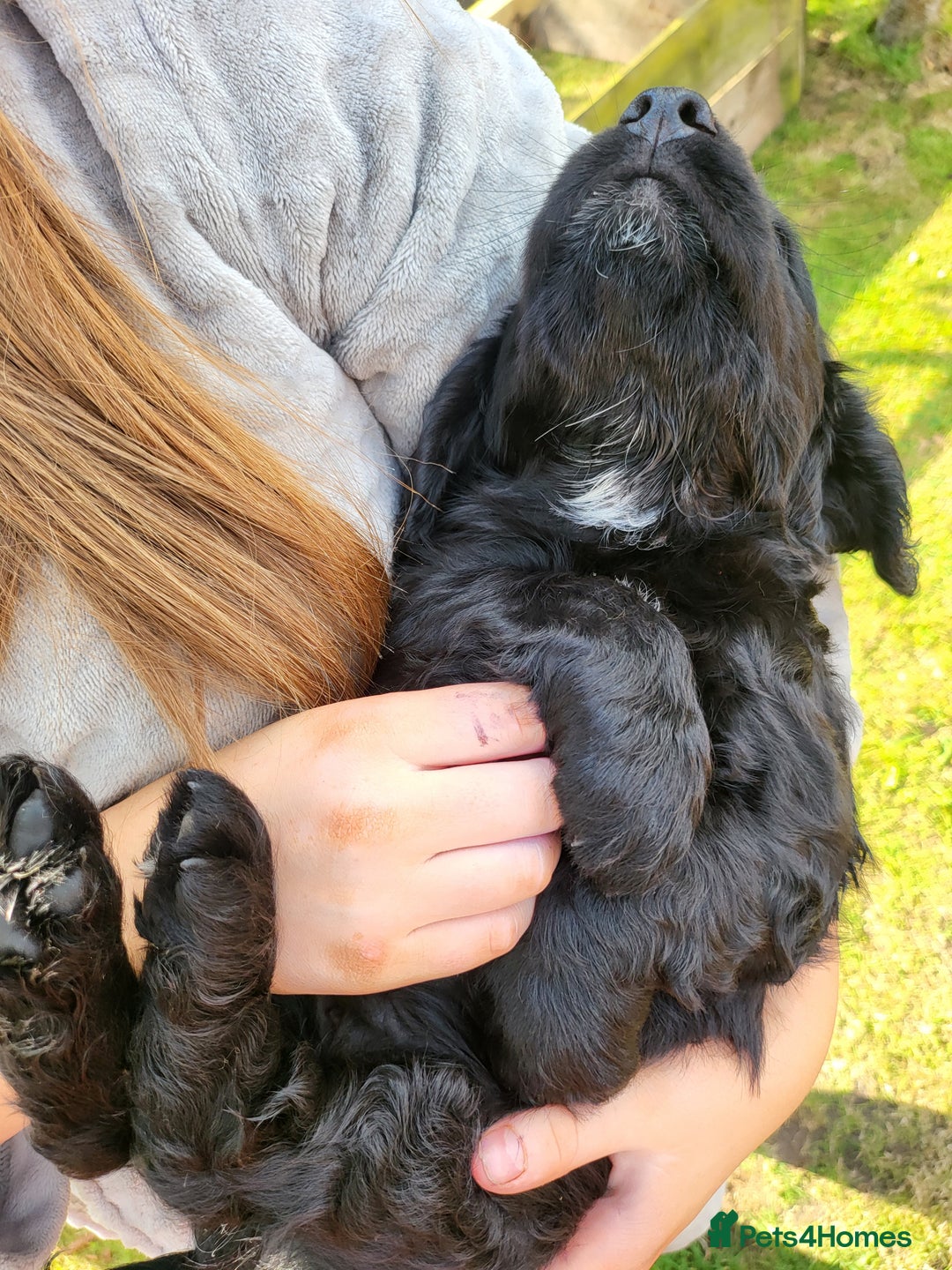 Cocker Spaniel dogs for sale: Beautiful Working Cocker Puppies - Image 6