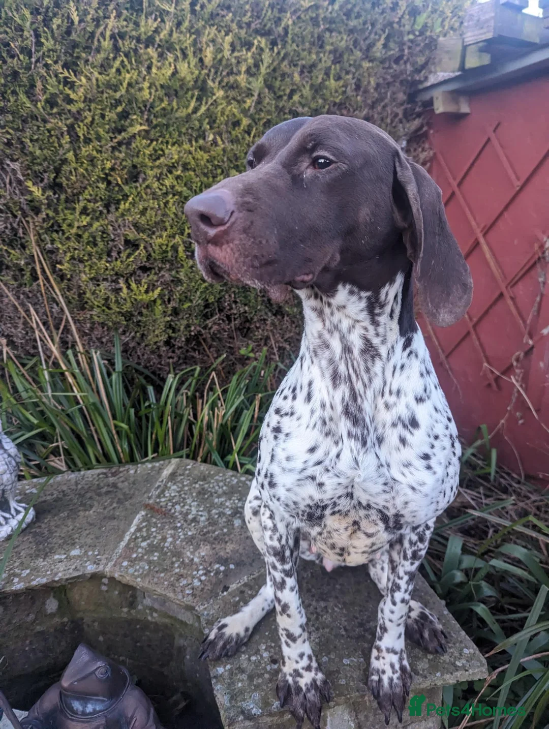 German Shorthaired Pointer dogs for sale: Stunning 3rd Generation Pups Available  - Advert 2