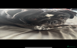 Pug dogs for sale: Female pug  - Advert 1