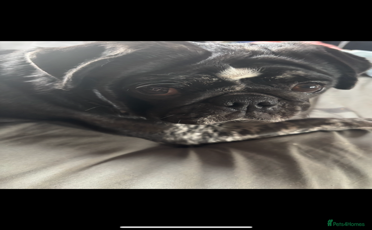 Pug dogs Female pug  - Advert 1