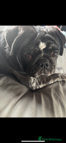 Pug dogs Female pug - Advert 1