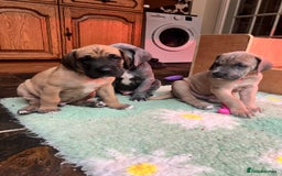 Great Dane dogs for sale: Great Dane puppy’s  - Image 24