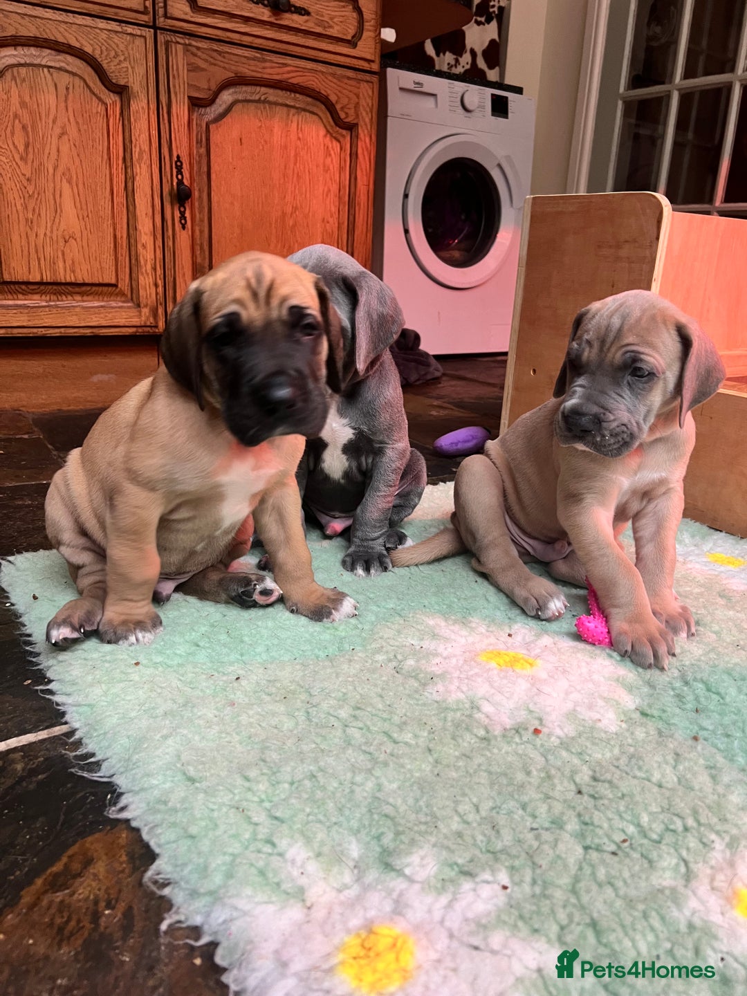 Great Dane dogs for sale: Great Dane puppy’s  - Image 24