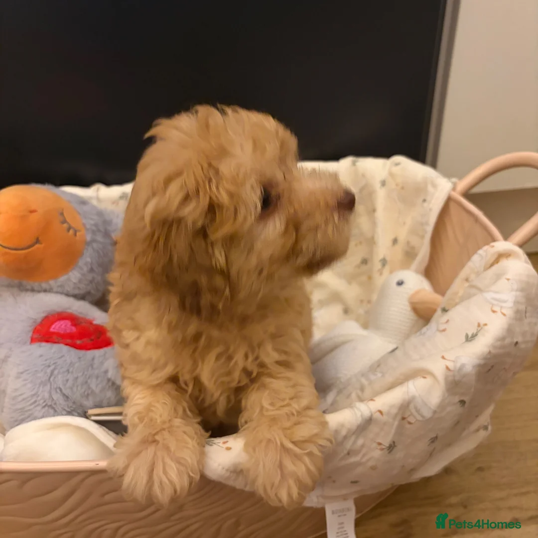 Jackapoo dogs for sale: Stunning litter of jackapoos 4 girls 4 boys in Abergele - Advert 1