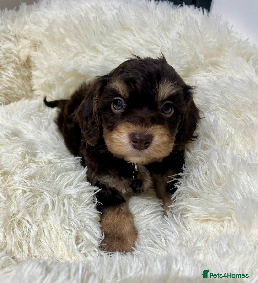 Cockapoo dogs for sale: Chocolate & Tan Cockapoo Puppies - Advert 1