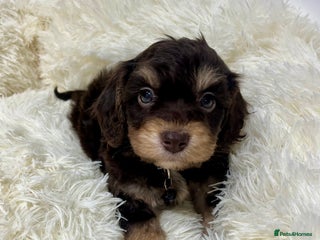 Cockapoo dogs Chocolate & Tan Cockapoo Puppies - Advert 3