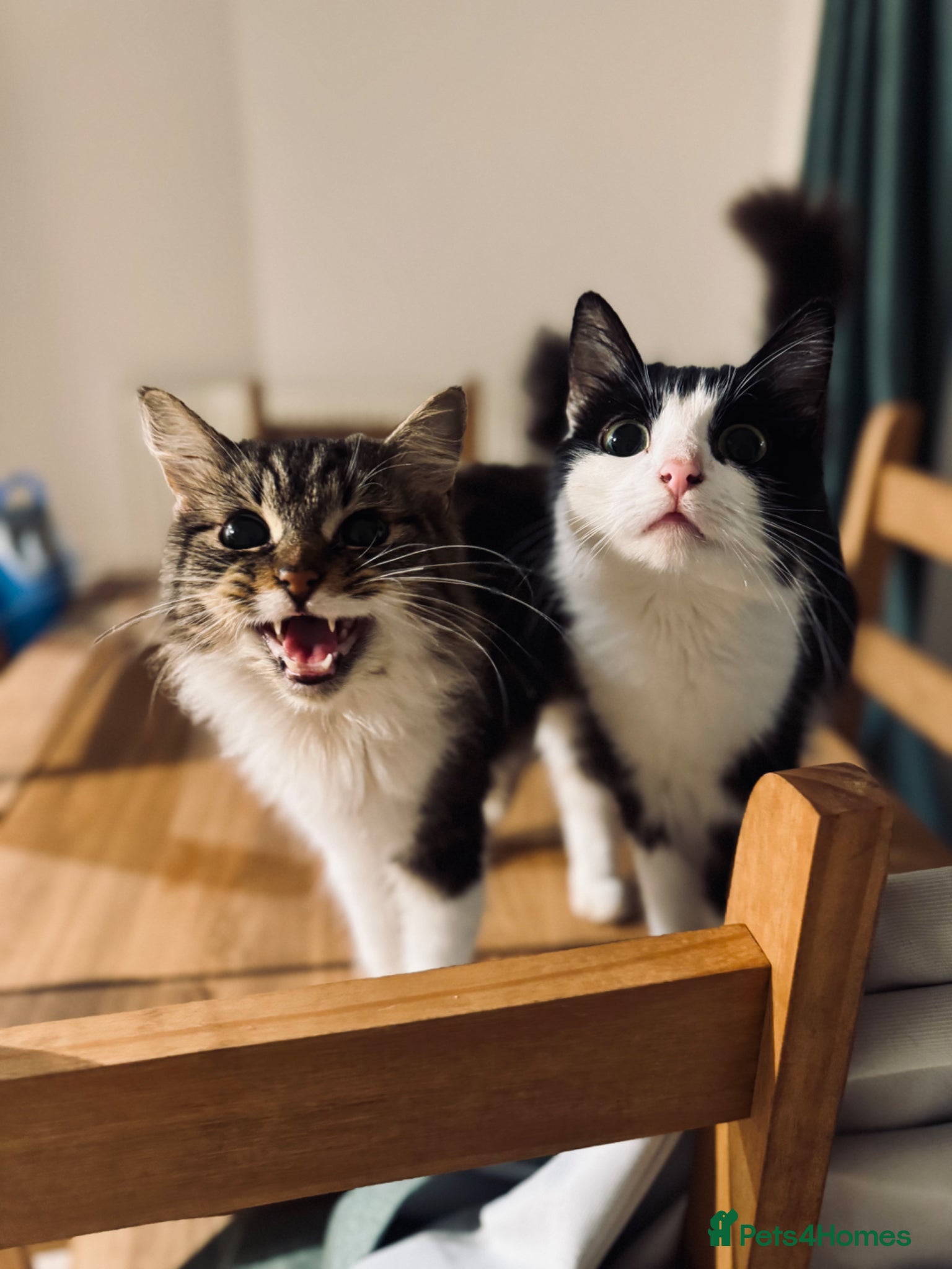 British Longhair cats 2 GIRLS - Advert 6