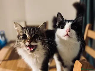 British Longhair cats 2 GIRLS - Advert 1