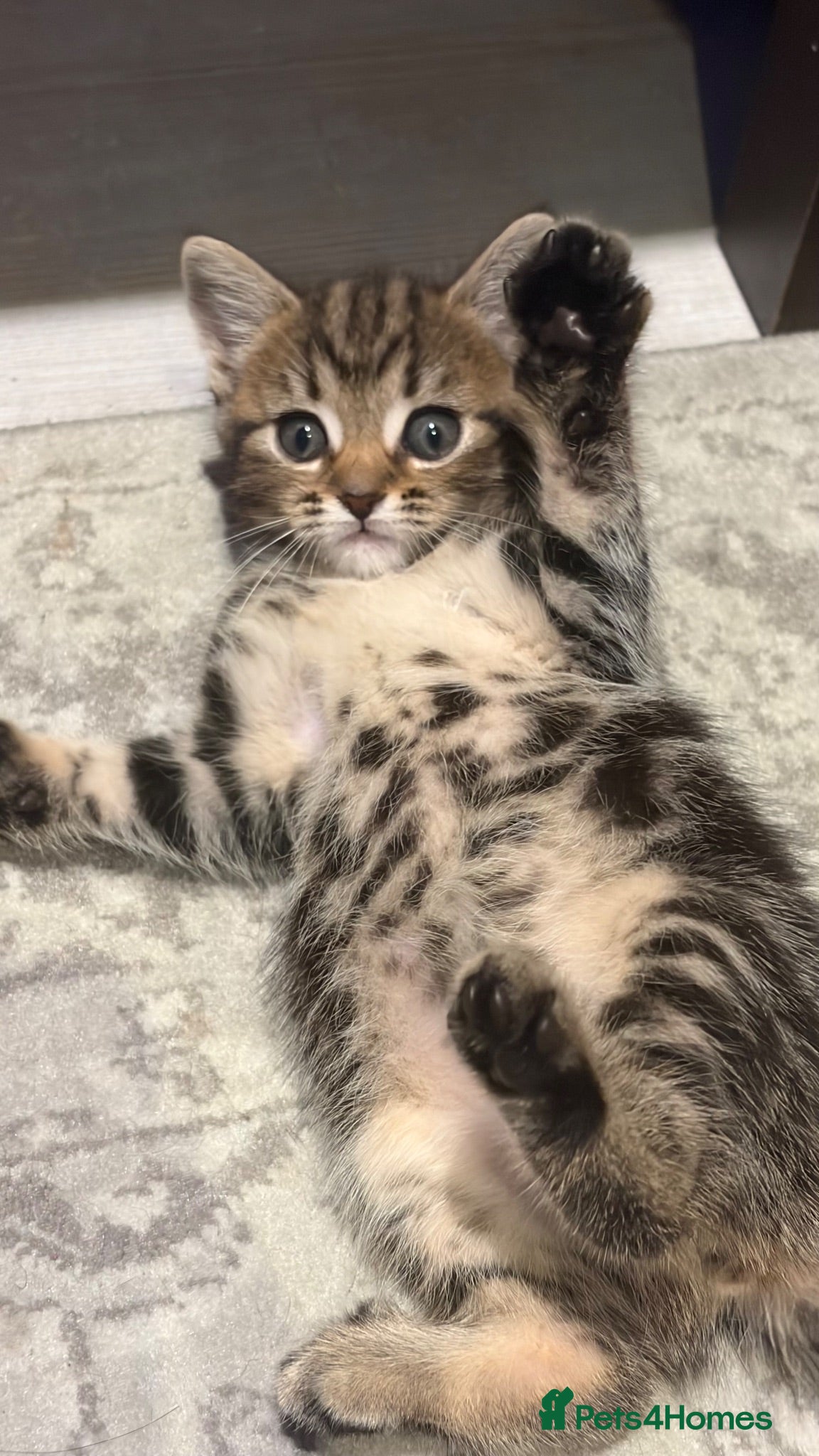 European cats 6 beautiful kittens for sale! - Advert 1