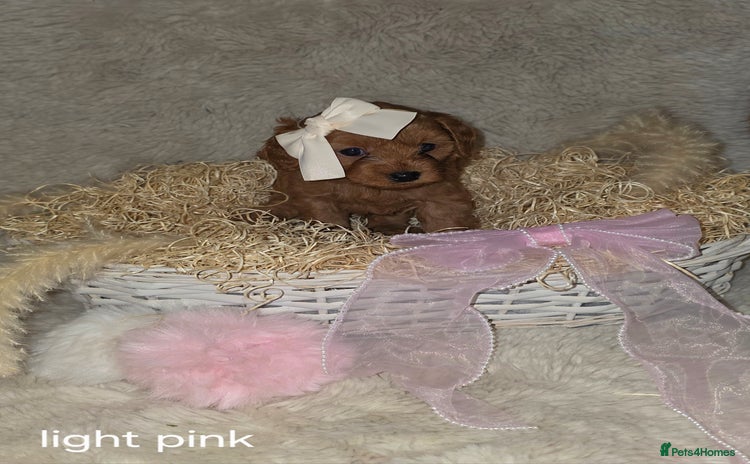 Cavapoo dogs - Advert 15