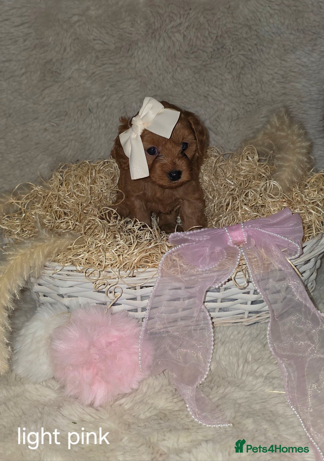 Cavapoo dogs for sale: Cavapoo f1b - Image 1