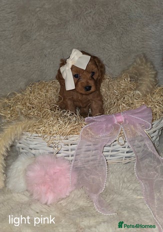 Cavapoo dogs - Advert 4