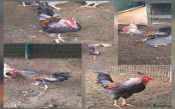 Chickens poultry for sale: Cockerell  - Image 1