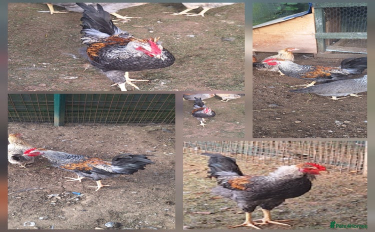 Chickens poultry - Advert 1