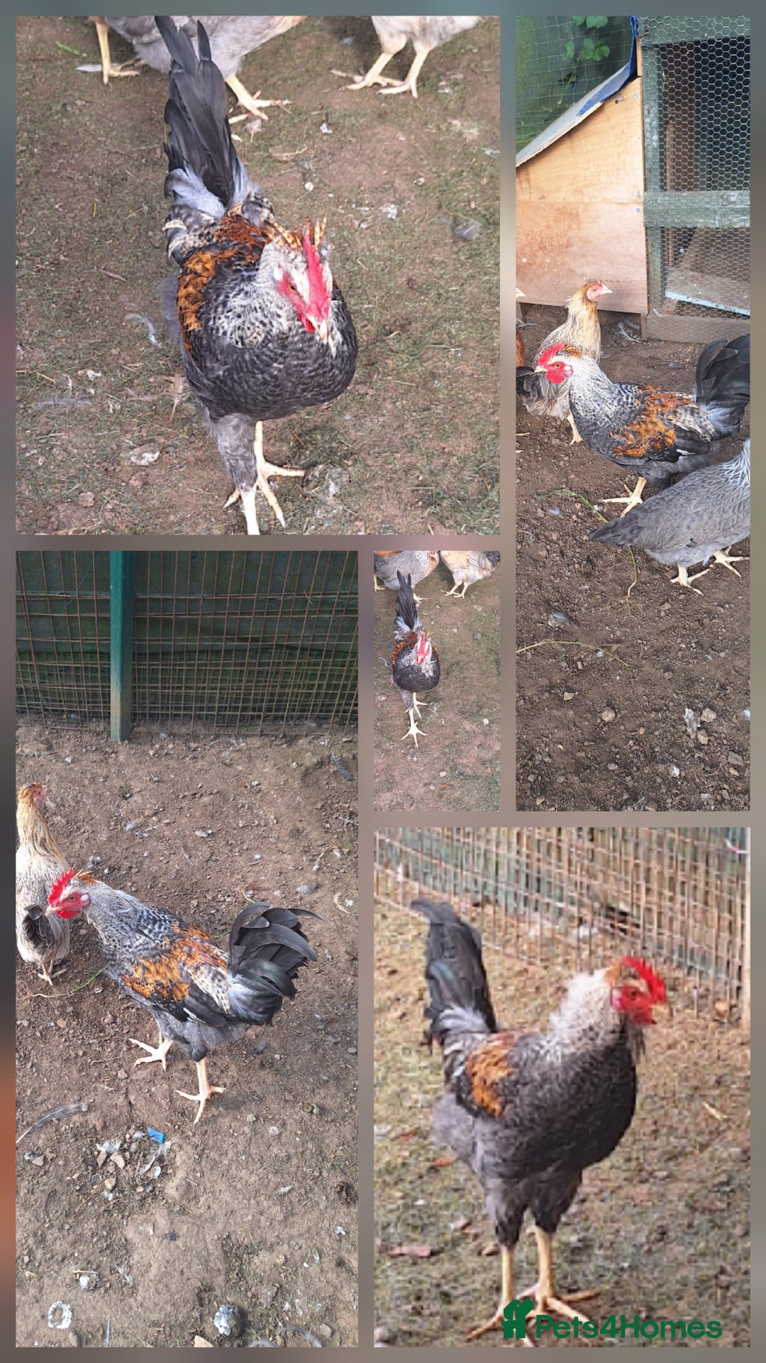 Chickens poultry for sale: Cockerell  - Image 1