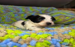 Biewer Terrier dogs for sale: Pure breed Biewer Terrier puppies 4 Generation  - Image 5