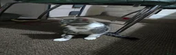 Mixed Breed cats for sale: Adorable Kittens Looking for Their Forever Homes in Derby - Advert 5