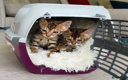 Toyger cats for sale: Full Pedigree Toyger Kittens Last Litter of 2025 - Image 8