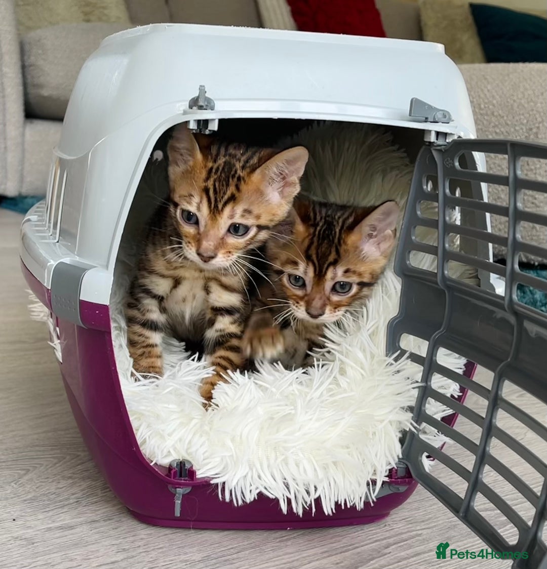 Toyger cats for sale: Full Pedigree Toyger Kittens Last Litter of 2025 - Image 8