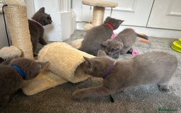 Russian Blue cats for sale: Russian Blue Kittens  - Image 12