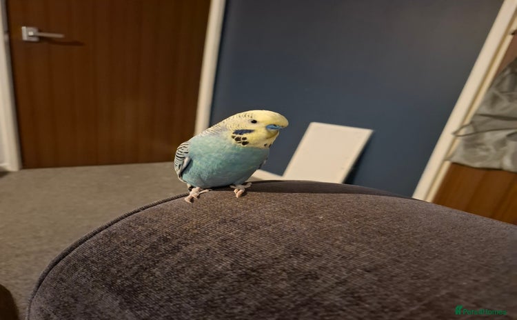 Budgerigars birds Budgie  - Advert 2