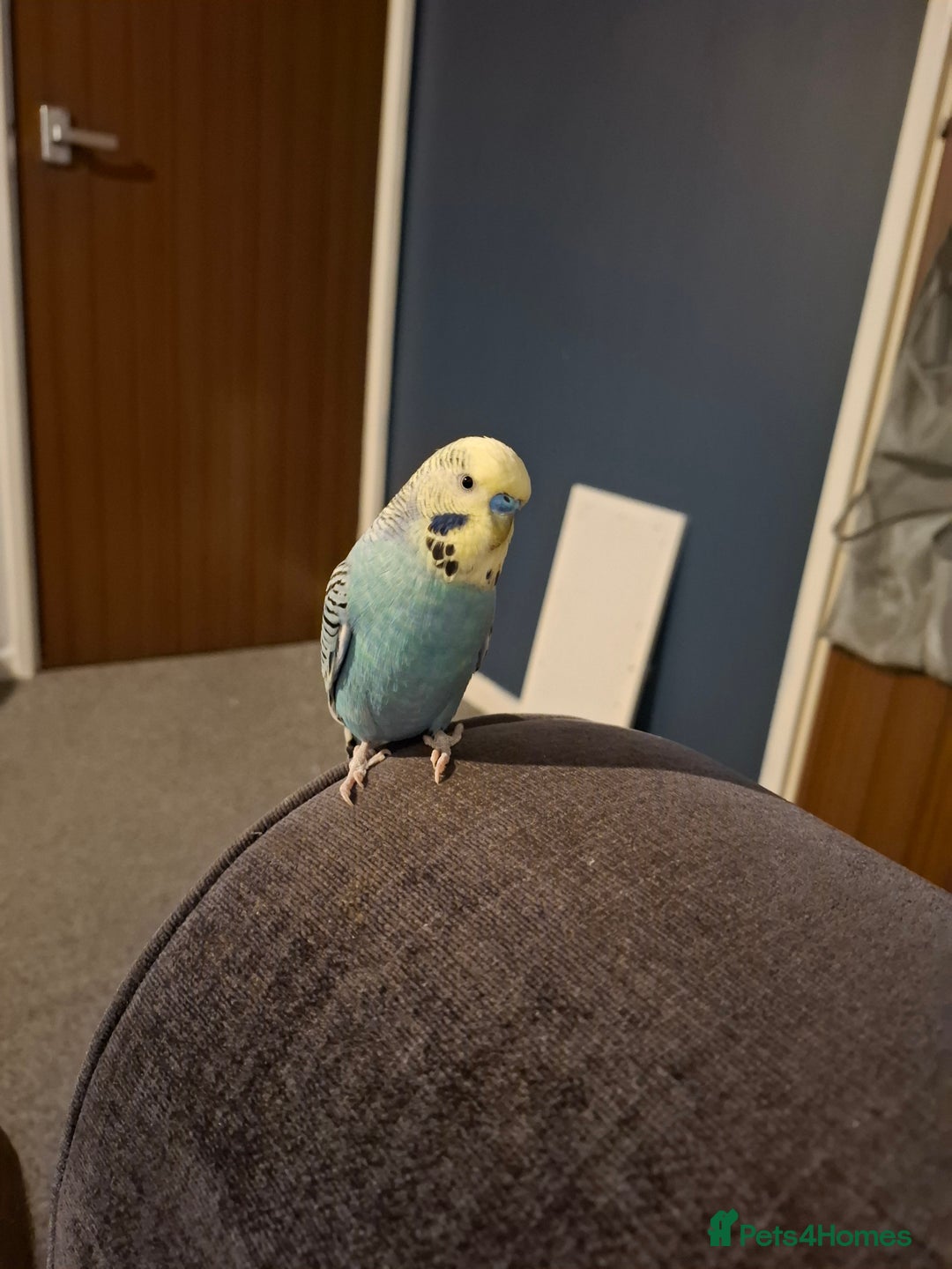 Budgerigars birds for sale: Budgie  - Advert 1