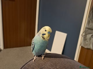 Budgerigars birds Budgie - Advert 1