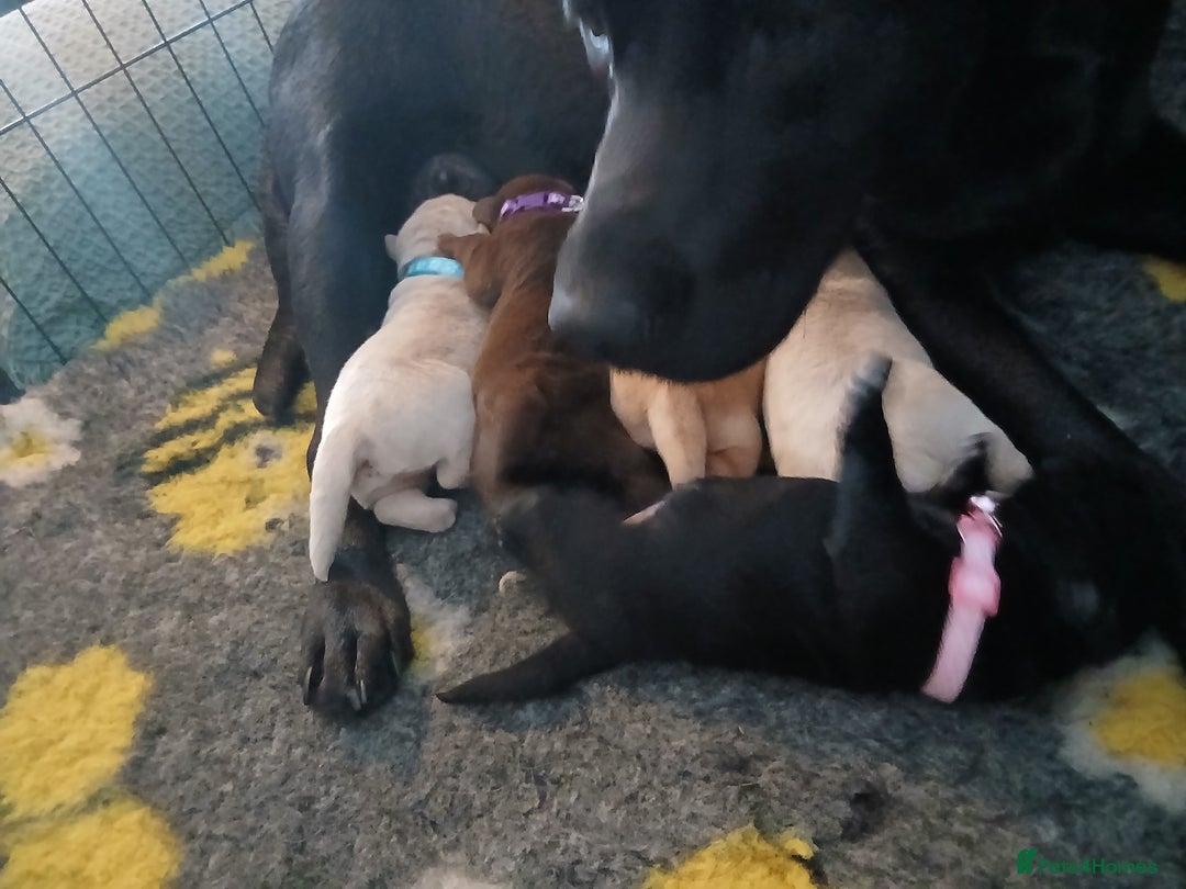 Labrador Retriever dogs for sale: 5 beautiful labrador puppies - Image 17