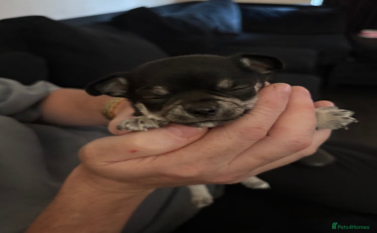 Chihuahua dogs - Advert 3