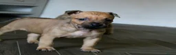 Mixed Breed dogs for sale: 🧬Bull herders🧬 - Advert 11