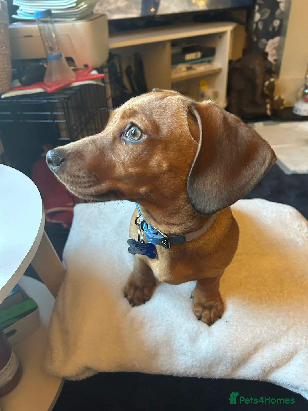 Mixed Breed dogs for sale: Dashchund cross 6months - Advert 4